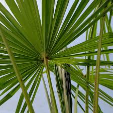 We did not find results for: Palm Tree Care Guide Palms Uk Horticultural