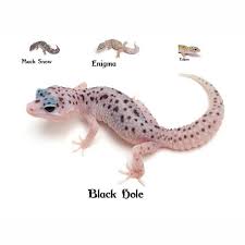 Black And White Leopard Gecko Drawing Leopard Gecko Black Hole Leopard Gecko Leopard Gecko Morphs Gecko
