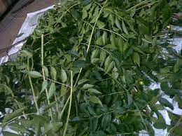 Maybe you would like to learn more about one of these? Assalam Sy Nak Mencari Daun Semambu Orang Wangsa Maju Facebook