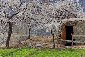 Omg My Favs Cherry Blossoms In Hunza Tree House Styles Cherry Blossom