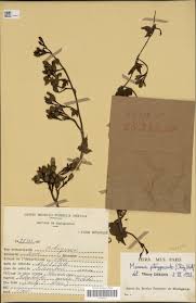 Image result for Merremia pterygocaulos