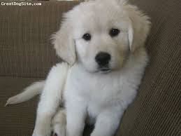 Maybe you would like to learn more about one of these? D 605 Golden Pyrenees Puppy Pyrenees Puppies Designer Dogs Puppies