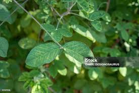 Image result for Crotalaria agatiflora
