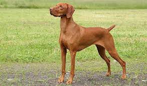 Learn more about the vizsla's temperament, health and more here. Vizsla Dog Breed Information