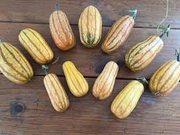 Check spelling or type a new query. Honey Boat Delicata Wild Mountain Seeds