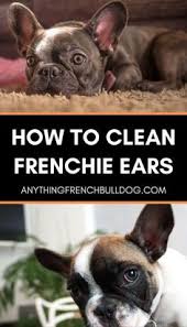Located in las vegas, nevada we are a hobby breeder specializing in rare colors of both miniature and standard sized english & french bulldog puppies. 900 French Bulldog Training Tips Ideas Bulldog Training Bulldog French Bulldog