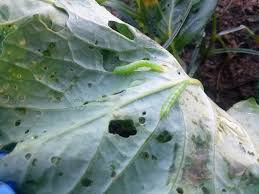 Image result for Brassica