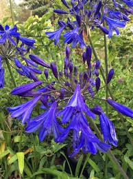 Image result for Agapanthus codii