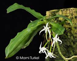 Image result for Cyrtorchis arcuata