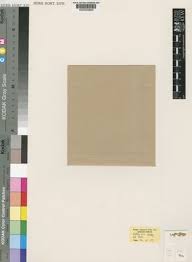 Image result for Centemopsis