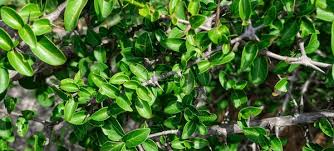 Image result for Canthium