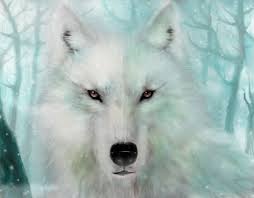 Enigmatic Winter: White Wolf HD Wallpaper by Mario Teodosio