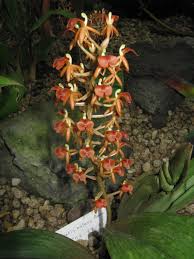 Image result for Liparis