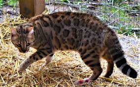 Bengal kittens, savannah kittens, serval kittens and cracal kittens in our large breeding program, all of our kittens are exposed to an appropriate amount of uv lighting. Bengal Cats Of Southern Oregon Home Facebook
