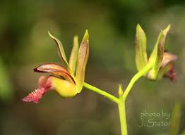 Image result for Eulophia alta