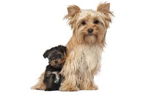 But the average cost of the akc licensed yorkie is between $1200 and $1400 or even more per puppy. Yorkshire Terrier Cost A Complete Guide With Calculator Petbudget