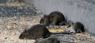 Wir haben mindestens 1 ratte im garten die gesichtet wurde. Ratten Im Garten Hausmittel Rattenfallen Und Gift Gegen Die Rattenplage