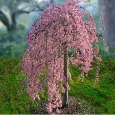 Pink Snow Showers Weeping Cherry Plants Weeping Cherry Tree Garden Trees