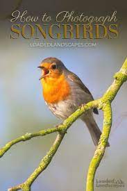How Where To Photograph Songbirds Wildlife Photography Animal Photography Animal Photography Wildlife