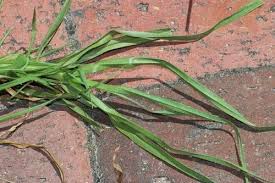 Image result for Cenchrus clandestinus