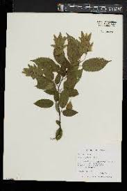 Image result for Diospyros chamaethamnus