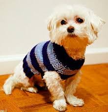 Dog sweater pattern free knitting patterns handy little me. Knitting Patterns Free Sweater Easy Dog Coats 59 Ideas