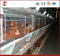 Mejor jaula para pollos tipo H, jaula de cría, jaula para ponedoras,  proveedor de jaulas metálicas para pollos en China, OEM personalizado, coop  para pollos en plata, blanco y amarillo, casa para ...