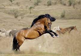 Wild Horses Mating Habits Animals Mom Com