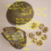 Image result for Pentadiplandra brazzeana