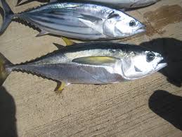 These are the two first types of fish I ever caught over a decade ago in  Hawaii with my dad and late grandpa. Can anyone help me identify which  types these are?