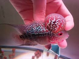 Hd quality wallpapers are suitable for wallpaper users, from this application you can get various hd wallpaper themes and present the image through the application. Pin On Flowerhorn Louhan