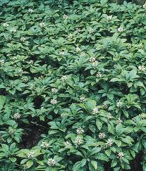 Image result for Pachycarpus spurius