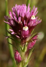 Owl S Clover California Wildflowers California Plants California Native Plants