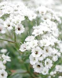 Festival Star Hardy Baby S Breath Gypsophila Paniculata Babys Breath Flowers Baby S Breath Plant Gypsophila