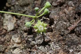 Image result for Helinus