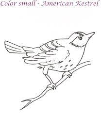 The american kestrel is one of the smallest members of the falcon family but packs a fierce intensity in its tiny body. American Kestrel Printable Coloring Page For Kids