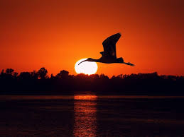 Birds Flying In The Sky Sunset Sunset Pictures In Hd Free Download Birds Flying At Sunset Hd Wallpapers Widescreen 1024x768 Sunset Pictures Sunset Birds Flying