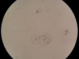 市田駅前どうぶつ病院