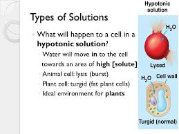 Check spelling or type a new query. 4 4 Cell Transport Cell Transport What Do Cells Need To Transport Across The Membrane Nutrients Waste Water Oxygen Ppt Download