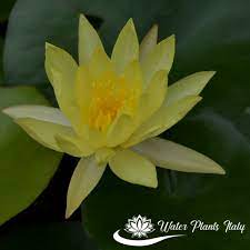 Piante di fiori acquatici iris. Nymphaea Mexicana Piante Acquatiche Water Plants Italy