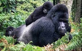 Pamoja Safaris Africa Where The Wild Experience Begin
