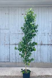 Image result for Ficus