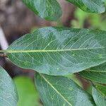 Image result for Diospyros kirkii