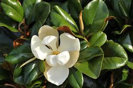Image result for Pupalia grandiflora