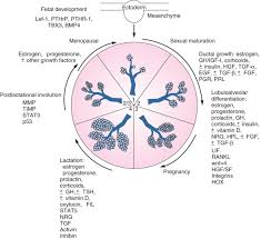 Thelarche An Overview Sciencedirect Topics