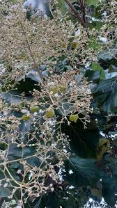 Image result for Tectona