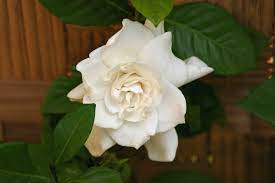The flowers on gardenias in too much sun usually turn brown faster than those in some shade. Why I Don T Grow Gardenias Laidback Gardener