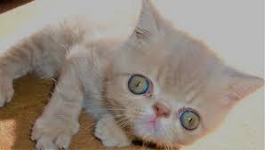 Ragdoll cat with blue eyes closeup. Personality Traits Breed Of White Cat With Blue Eyes Pictures Justagric