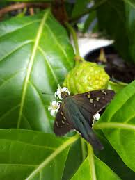 Image result for Morinda citrifolia