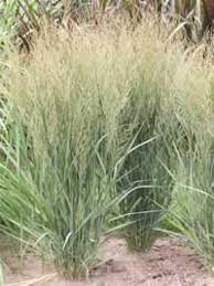Schaut man sich die nutzungsgeschichte der pflanze genauer an, ist hirse bekanntlich eine der wichtigsten. Panicum Virgatum Northwind Riesen Rutenhirse Northwind Gunstig Kaufen